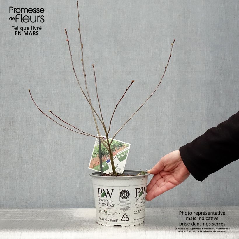 Chokeberry negro Revontuli Hedger - Aronia melanocarpa Maceta 3L/4L Ejemplar entregado en la primavera