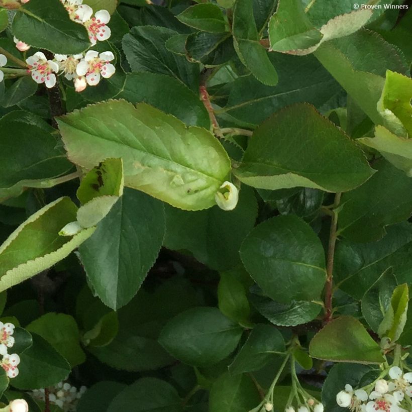 Chokeberry negro Revontuli Hedger - Aronia melanocarpa (Follaje)