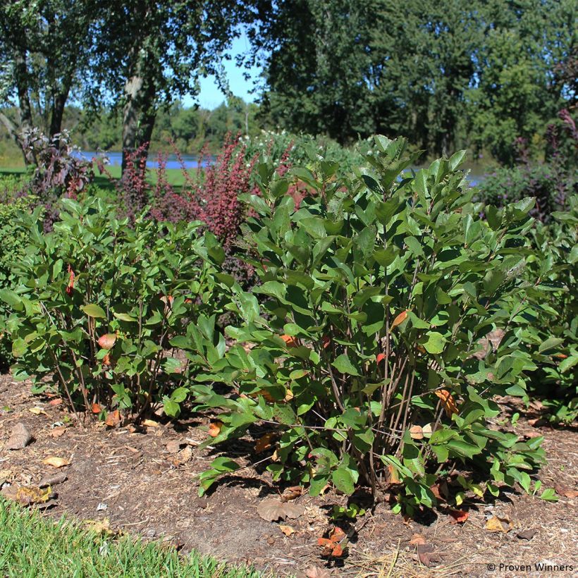 Chokeberry negro Revontuli Hedger - Aronia melanocarpa (Porte)