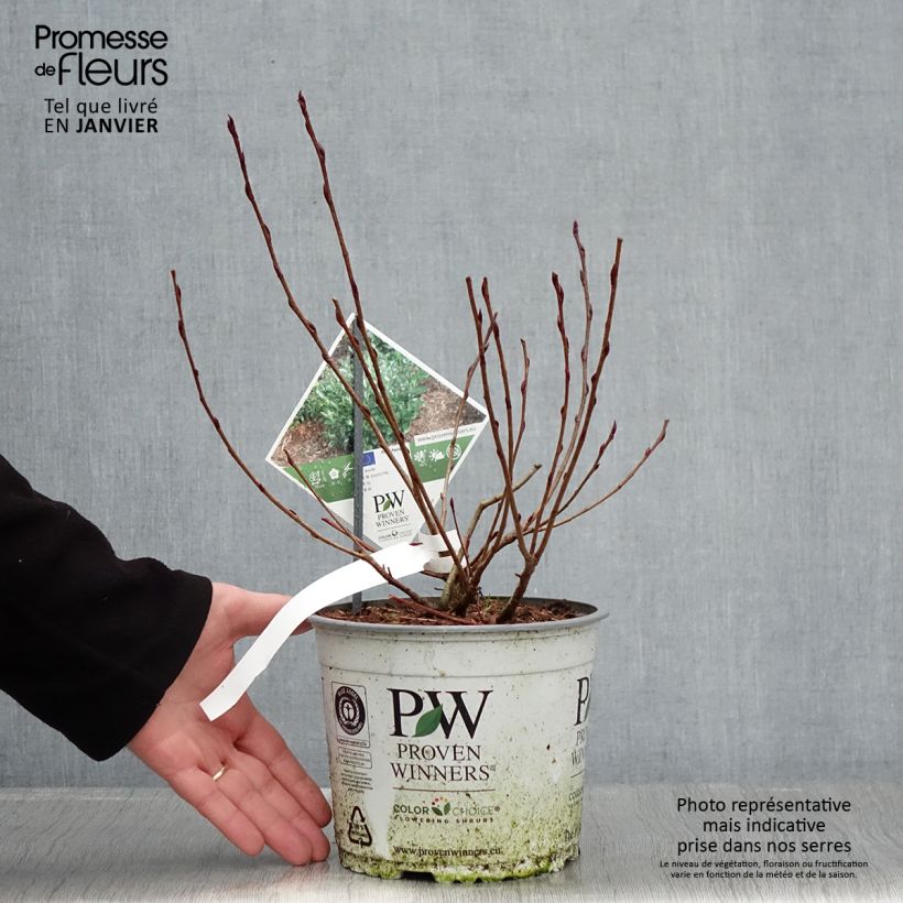 Chokeberry negro Revontuli Mound - Aronia melanocarpa Maceta 3L/4L Ejemplar entregado en invierno