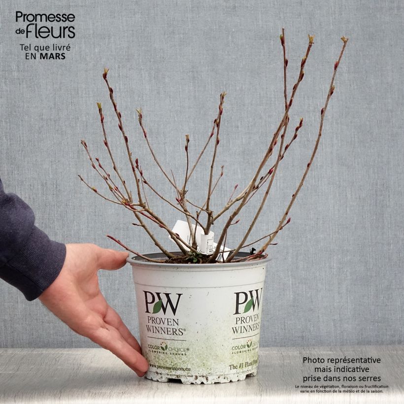 Chokeberry negro Revontuli Mound - Aronia melanocarpa Maceta 3L/4L Ejemplar entregado en la primavera