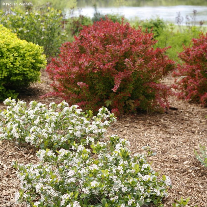 Chokeberry negro Revontuli Mound - Aronia melanocarpa (Porte)