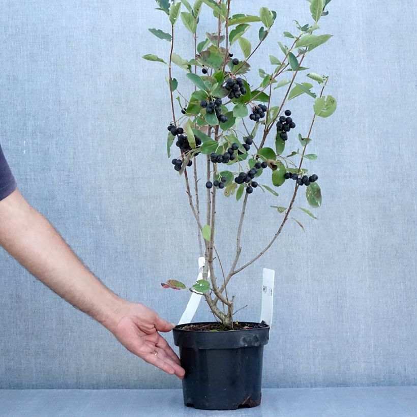 Ejemplar de Aronia prunifolia Aron Maceta 2L/3L entregado en verano