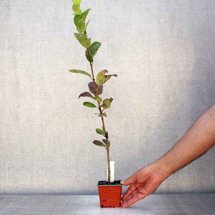 Ejemplar de Chokeberry púrpura Viking - Aronia x prunifolia Maceta de 7/8 cm entregado en verano