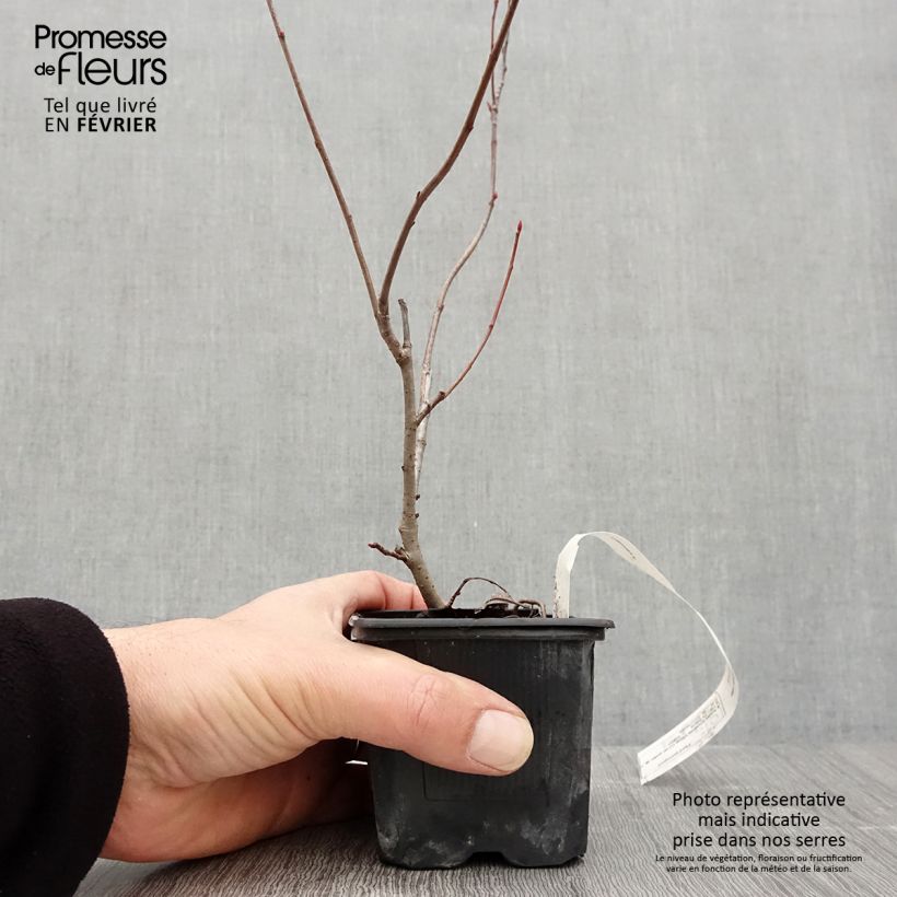 Chokeberry púrpura Viking - Aronia x prunifolia Maceta de 7/8 cm Ejemplar entregado en invierno