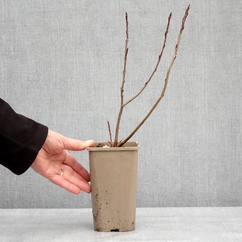 Chokeberry púrpura Rubina - Aronia x prunifolia Maceta 1,5L/2L, Formación arbustiva Ejemplar entregado en invierno