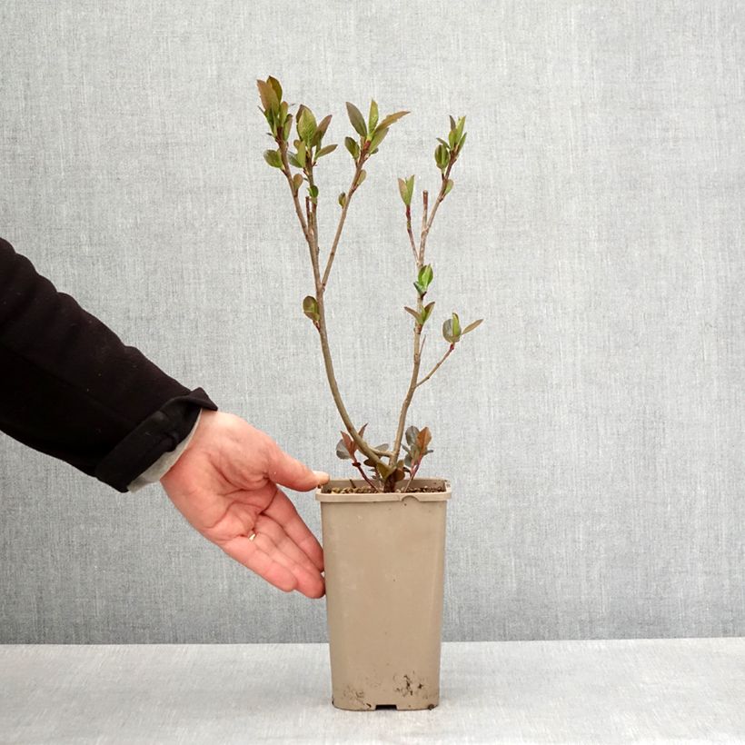 Chokeberry púrpura Rubina - Aronia x prunifolia Maceta 1,5L/2L, Formación arbustiva Ejemplar entregado en la primavera