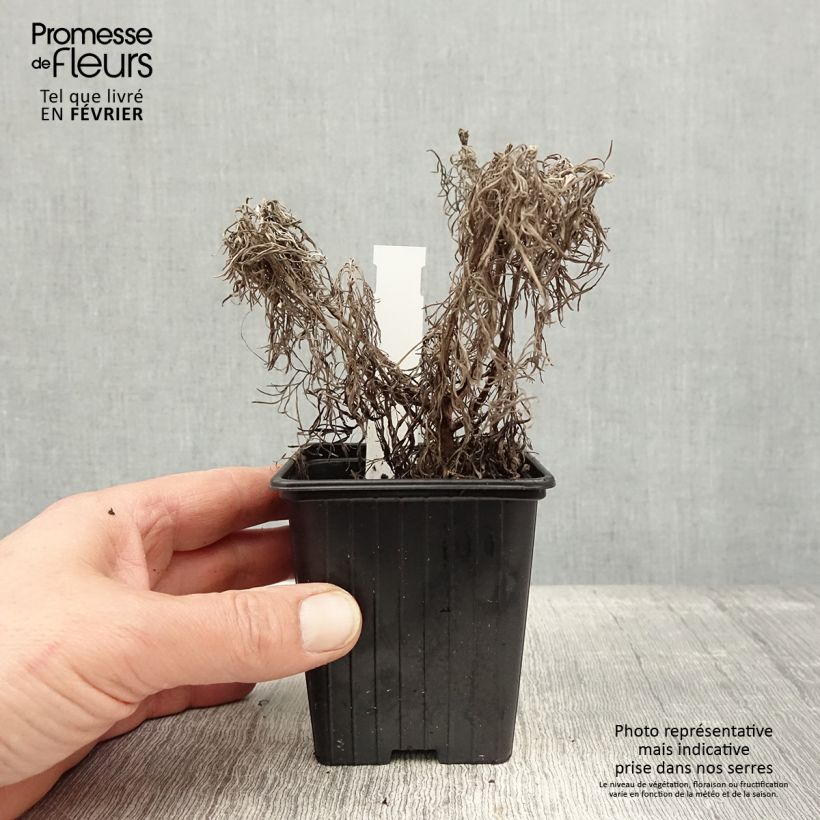 Artemisia mauiensis Makana Silver Maceta de 8/9 cm Ejemplar entregado en invierno