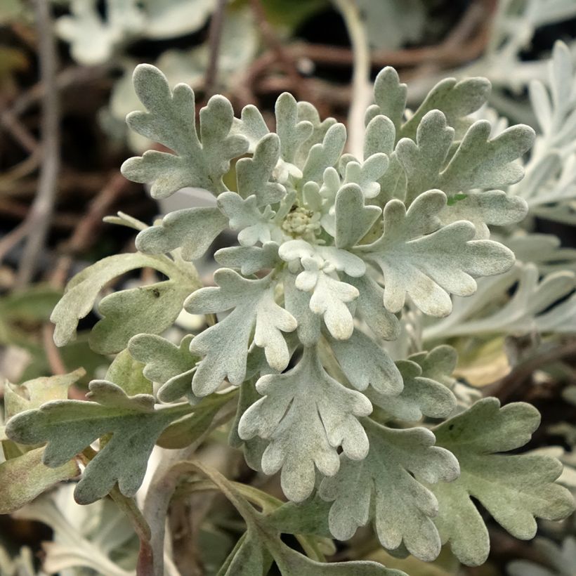 Artemisia stelleriana Mori's Strain (Follaje)