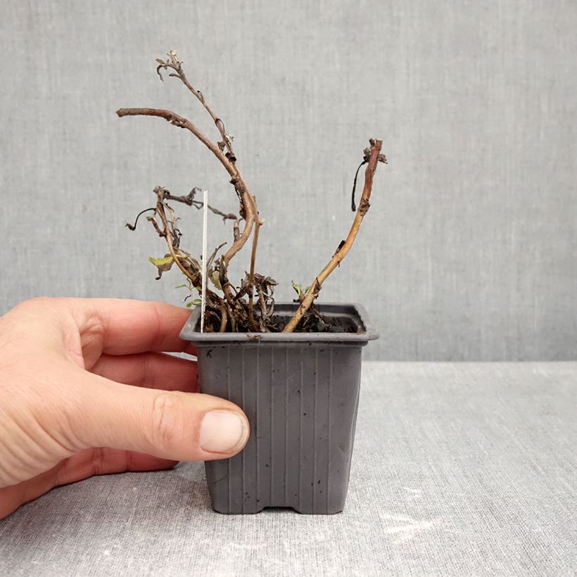 Ejemplar de Artemisia stelleriana Mori's Strain Maceta de 8/9 cm entregado en otoño