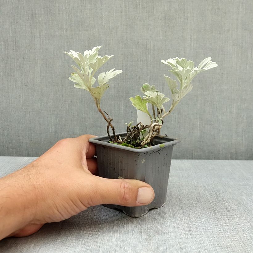 Ejemplar de Artemisia stelleriana Morris Strain - Absinthe des rivages Godet de 8/9 cm entregado en verano