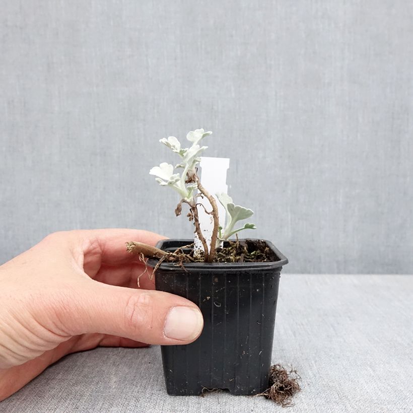 Artemisia stelleriana Mori's Strain Maceta de 8/9 cm Ejemplar entregado en la primavera