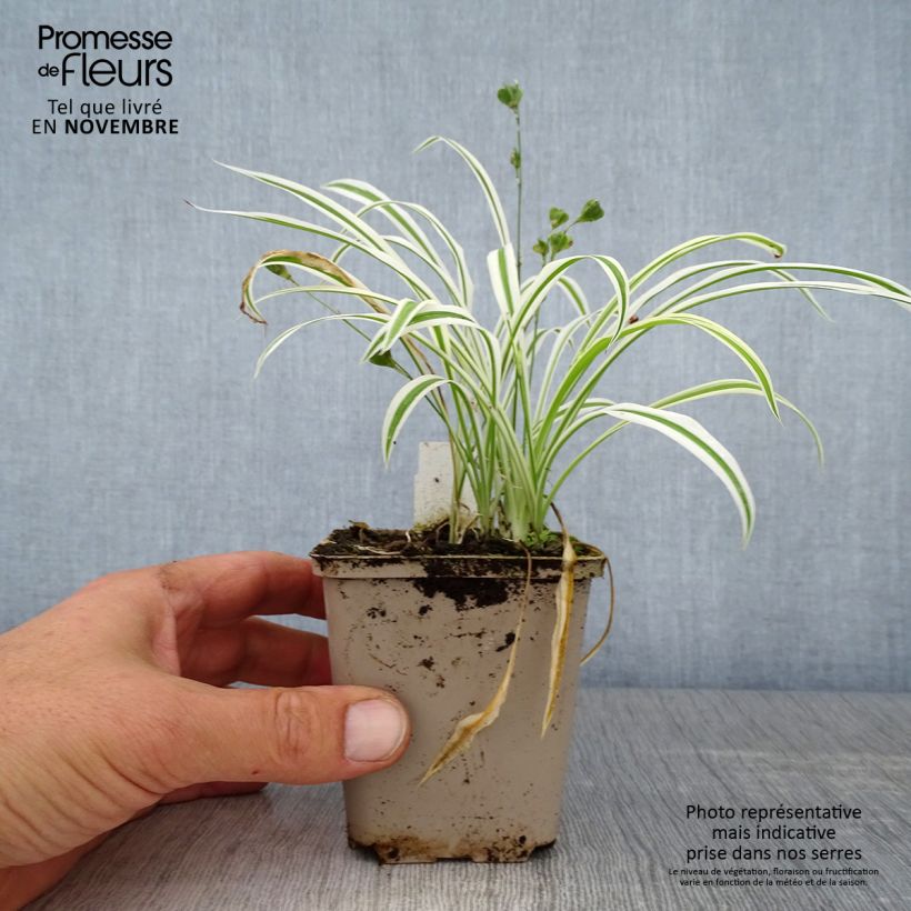 Ejemplar de Arthropodium candidum Little Lilia - Lirio renga Maceta de 8/9 cm entregado en otoño