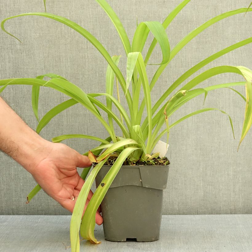 Ejemplar de Arthropodium cirratum - Lirio De Rengarenga Maceta 2L/3L entregado en verano