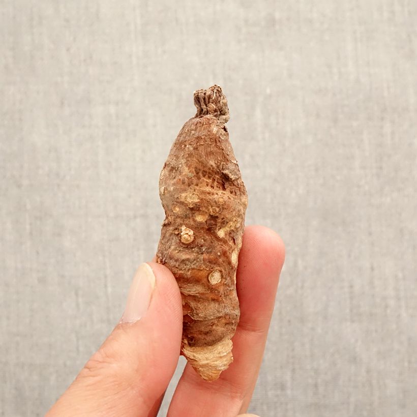 Arum italicum - Aro Bulbo Ejemplar entregado en la primavera