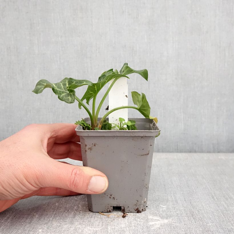 Arum italicum - Aro Maceta de 8/9 cm Ejemplar entregado en invierno