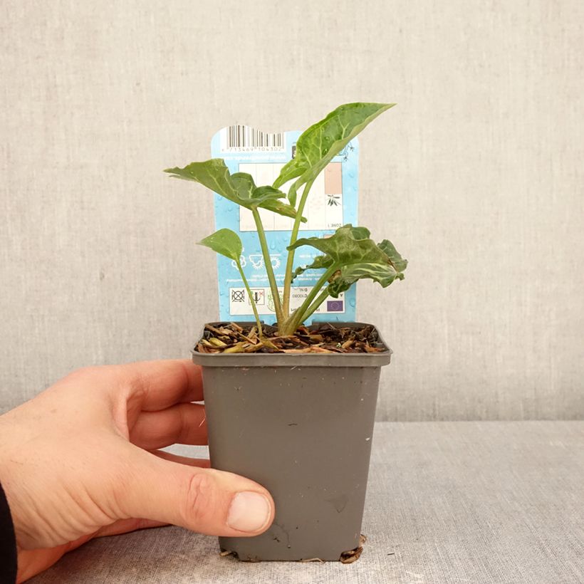 Arum italicum - Aro Maceta de 8/9 cm Ejemplar entregado en la primavera