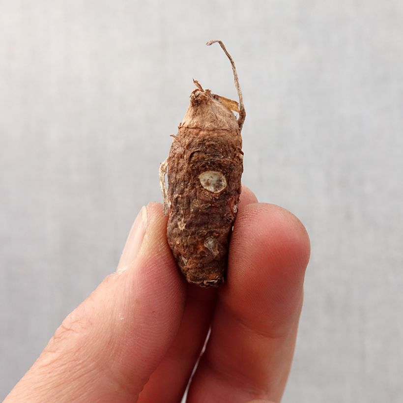 Arum italicum Marmoratum Bulbo calibre 6+ Ejemplar entregado en la primavera