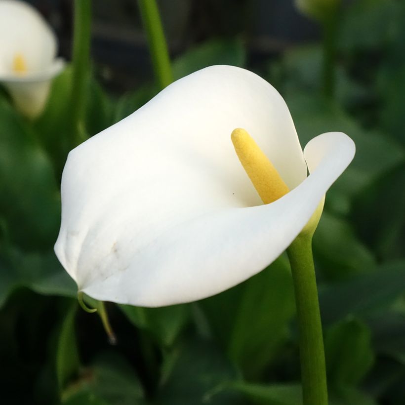 Zantedeschia aethiopica - Cala (Floración)