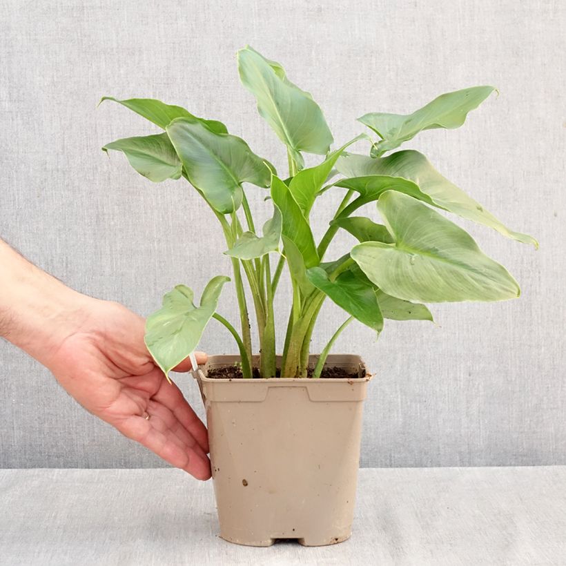 Ejemplar de Zantedeschia aethiopica - Cala Maceta 2L/3L entregado en otoño