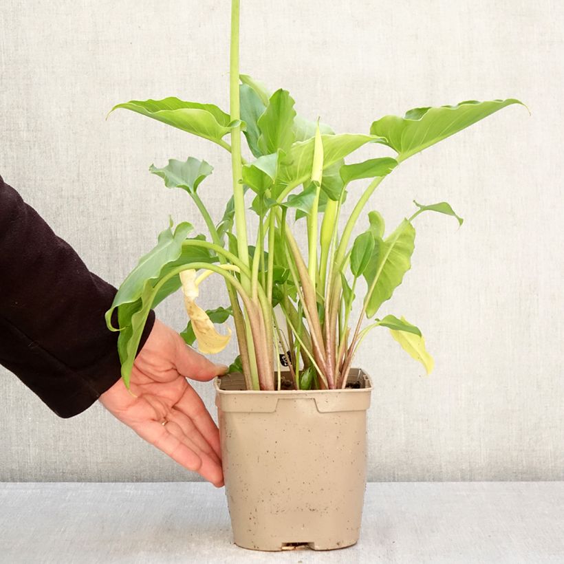 Zantedeschia aethiopica - Cala Maceta 2L/3L Ejemplar entregado en la primavera