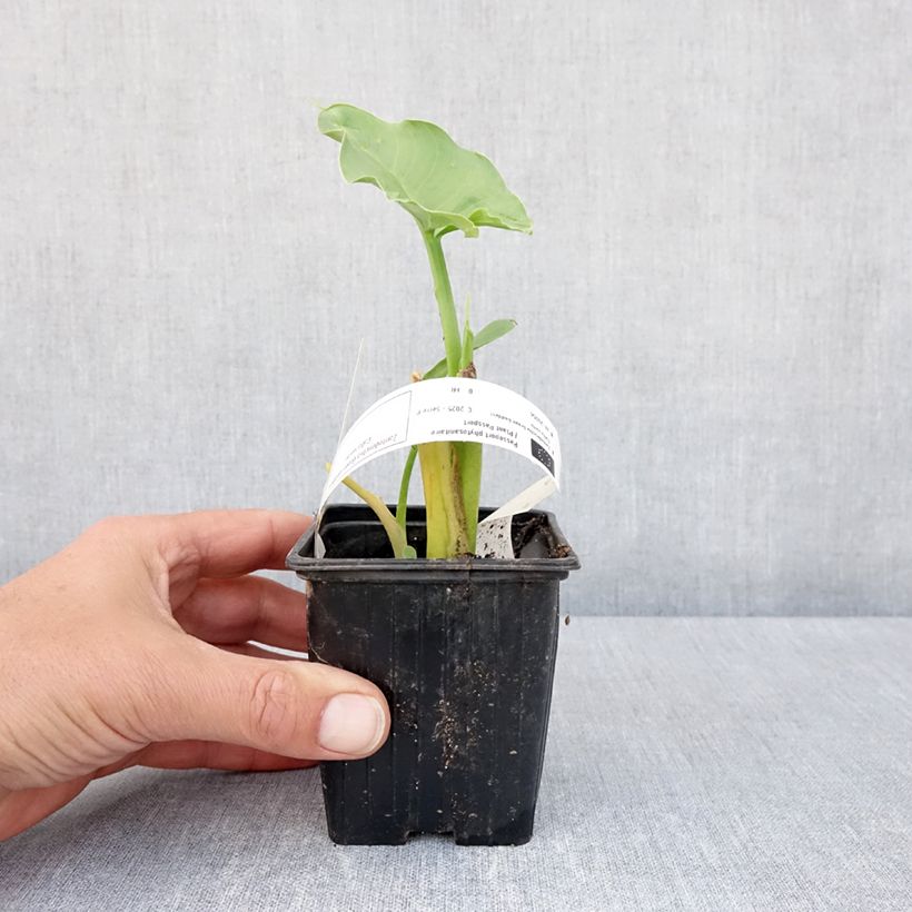 Zantedeschia aethiopica Green Goddess - Cala Maceta de 8/9 cm calibre 15+ Ejemplar entregado en la primavera