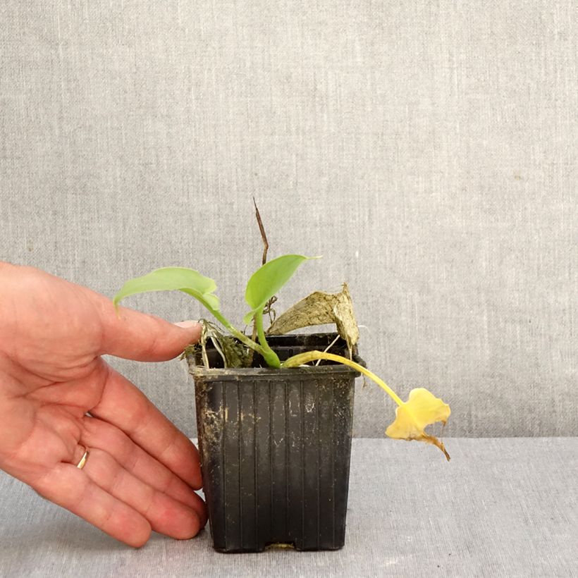 Ejemplar de Zantedeschia aethiopica Green Goddess - Cala Maceta de 8/9 cm calibre 15+ entregado en otoño