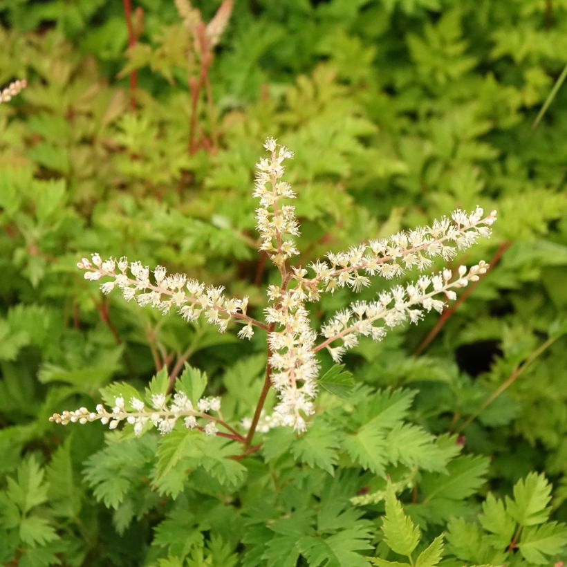 Aruncus aethusifolius - Barbas de cabra (Floración)