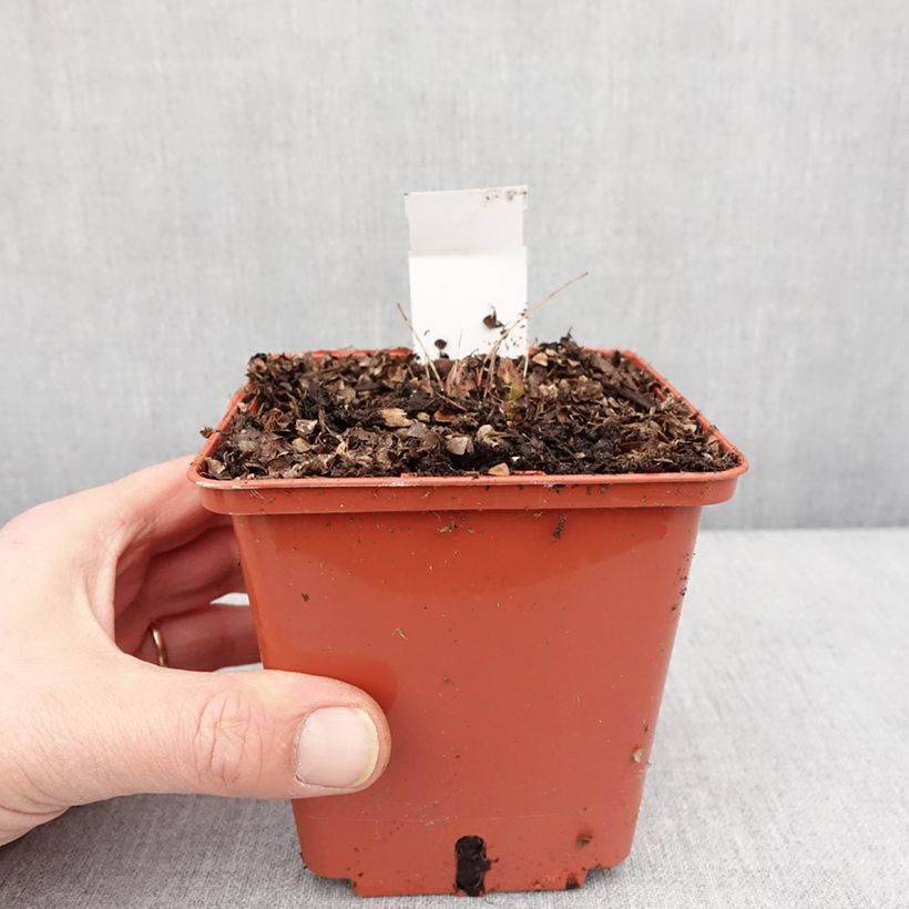 Aruncus Chantilly Lace Maceta 1L/1,5L Ejemplar entregado en invierno