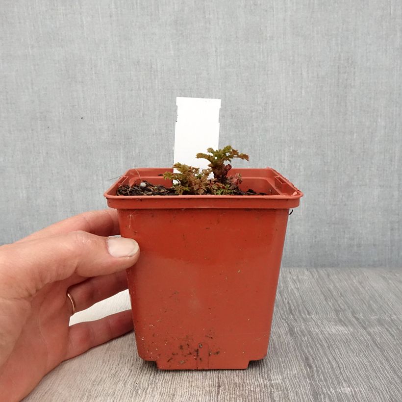 Aruncus Chantilly Lace Maceta 1L/1,5L Ejemplar entregado en la primavera