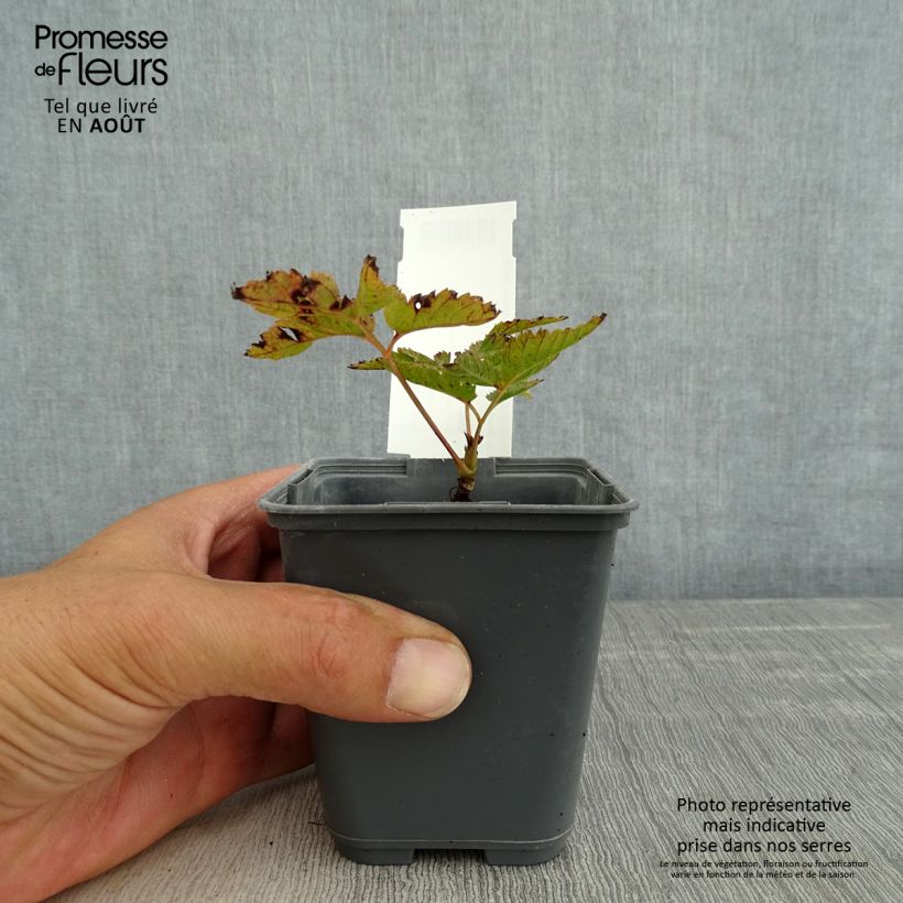 Ejemplar de Aruncus dioïcus var. kamtschaticus Maceta de 8/9 cm entregado en verano