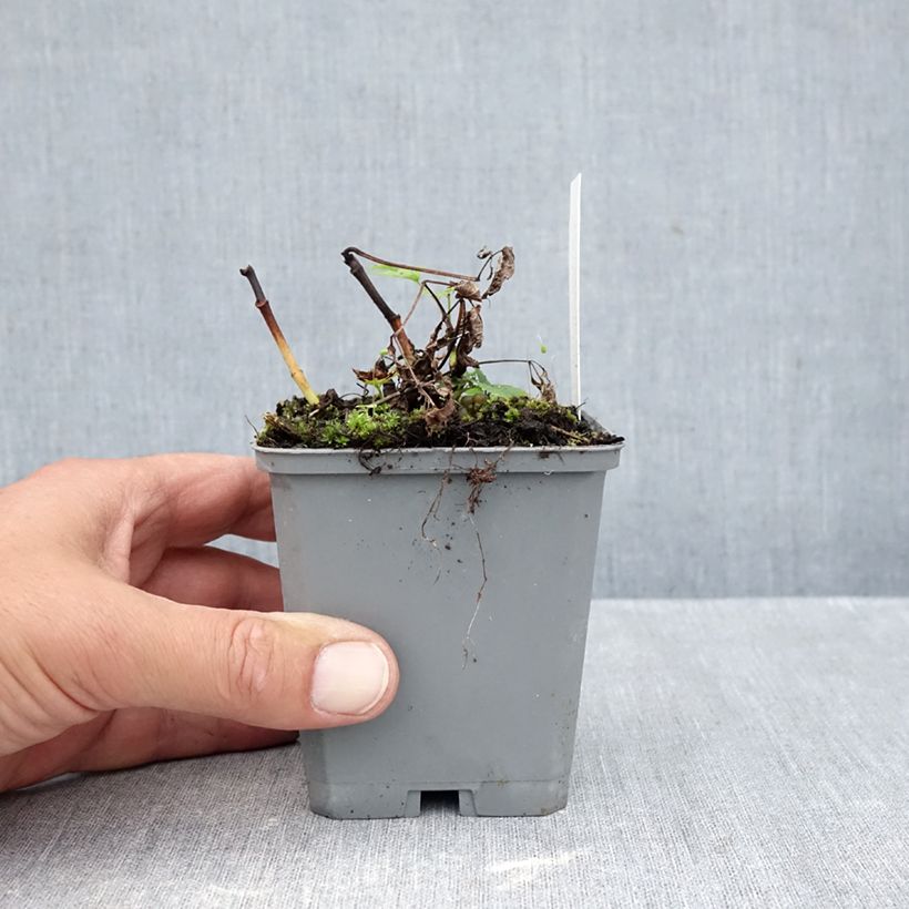Ejemplar de Aruncus dioïcus sylvestris Maceta de 7/8 cm entregado en otoño