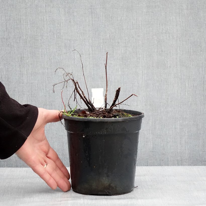 Aruncus Guinea Fowl Maceta 2L/3L Ejemplar entregado en invierno