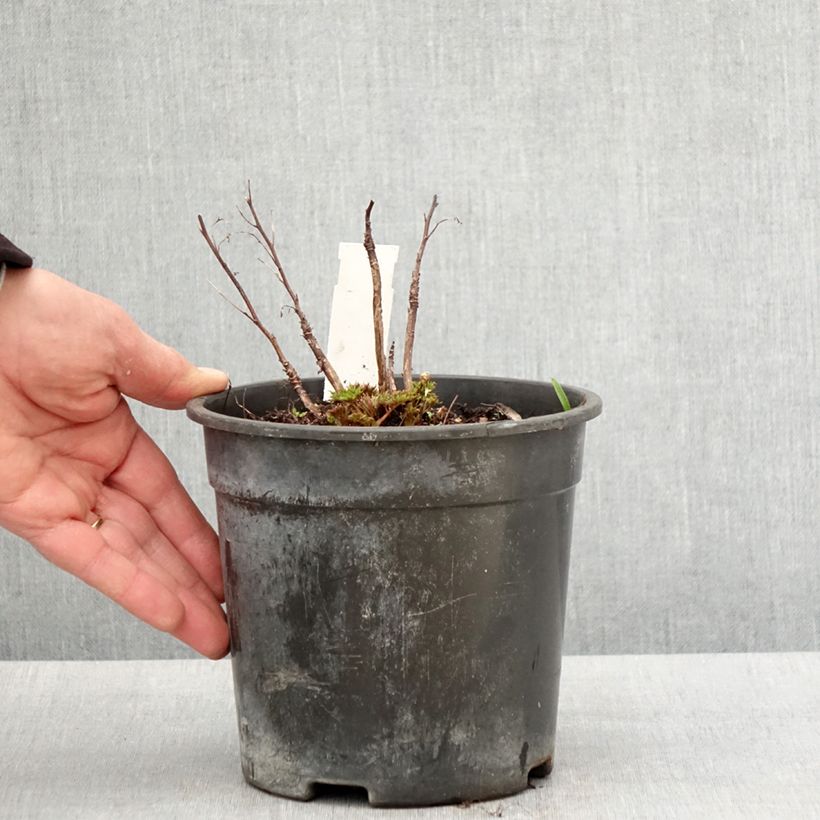 Aruncus Guinea Fowl Maceta 2L/3L Ejemplar entregado en la primavera