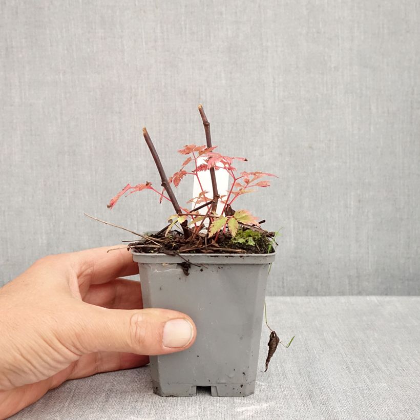 Ejemplar de Aruncus Horatio Maceta de 8/9 cm entregado en otoño