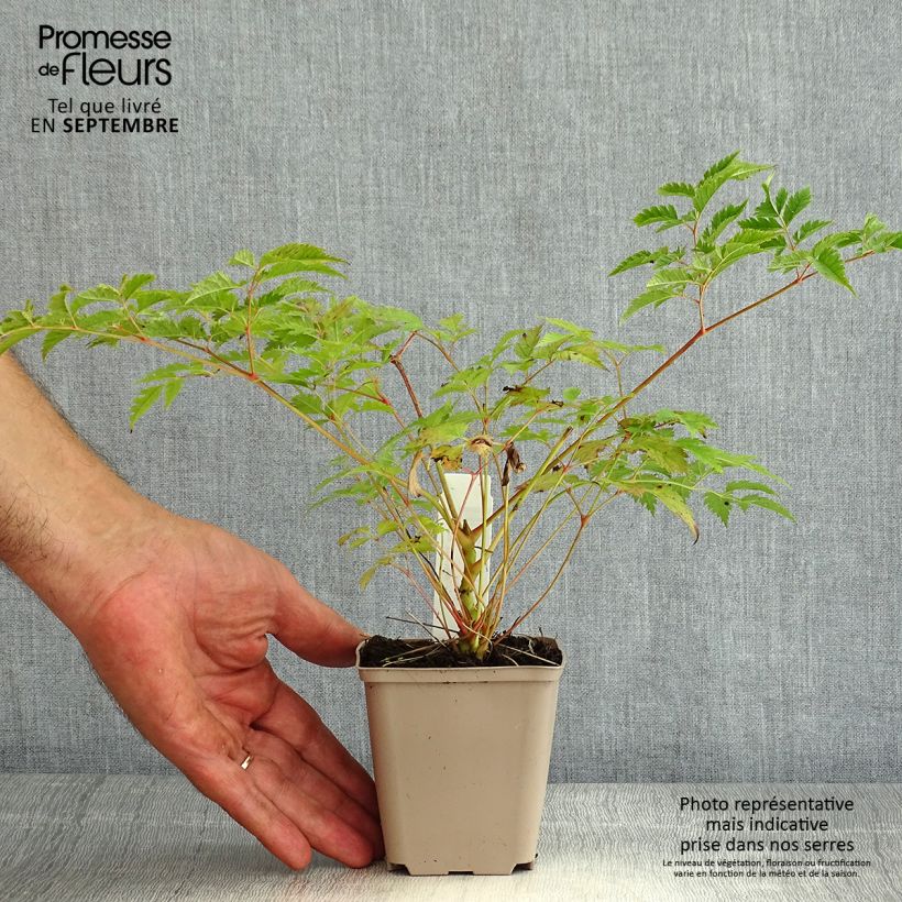 Ejemplar de Aruncus Horatio Maceta de 8/9 cm entregado en verano