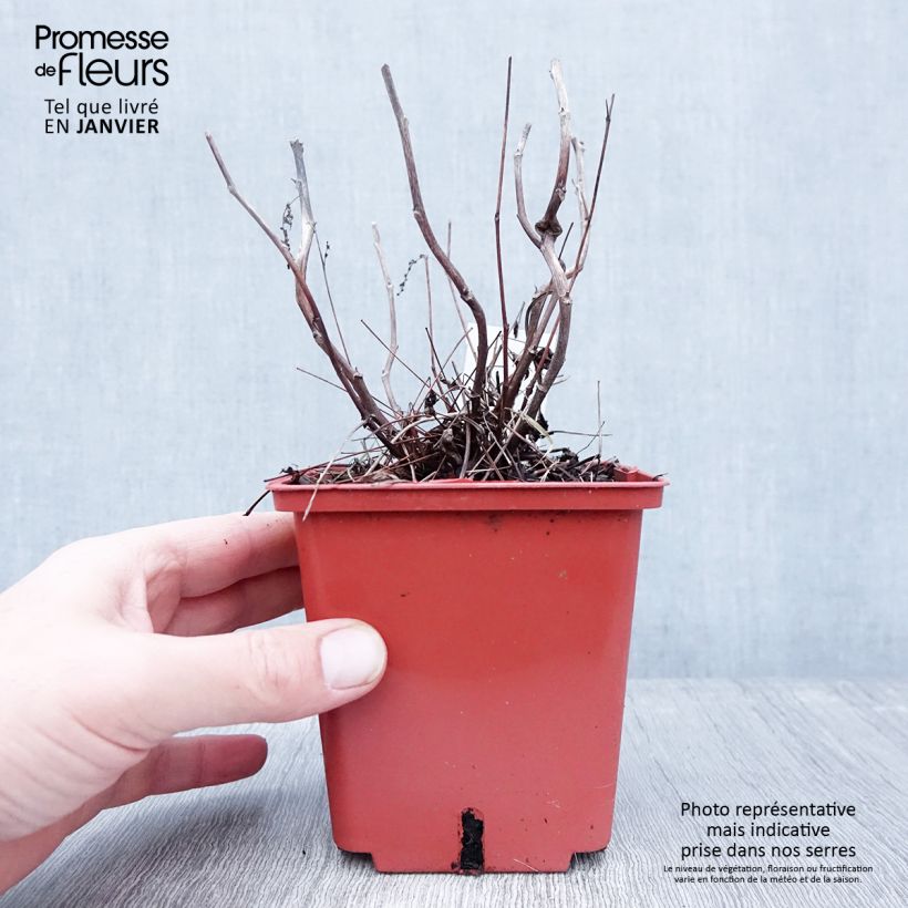 Aruncus Misty Lace Maceta 1L/1,5L Ejemplar entregado en invierno