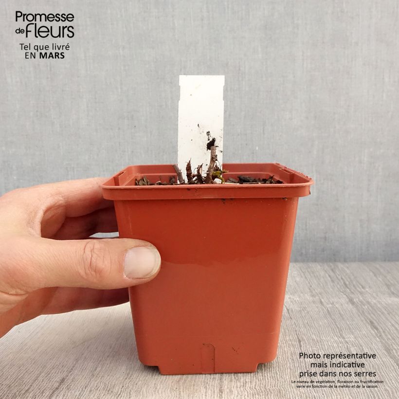 Aruncus Misty Lace Maceta 1L/1,5L Ejemplar entregado en la primavera