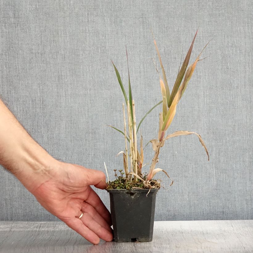 Ejemplar de Arundo donax - Caña comun Maceta de 8/9 cm entregado en otoño
