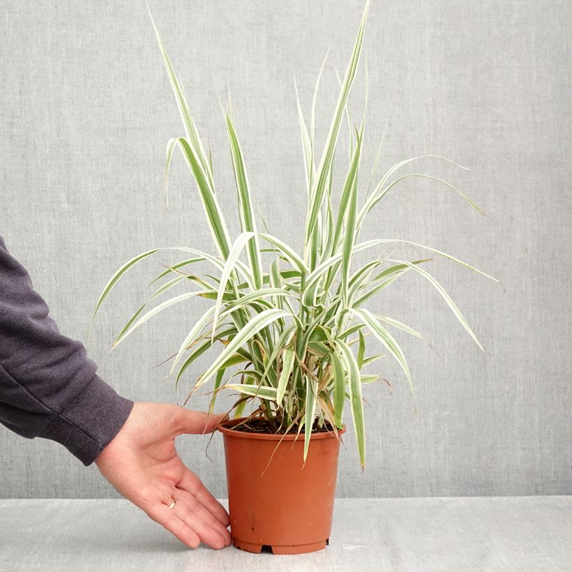 Ejemplar de Arundo donax Ely - Caña comun Maceta 1L/1,5L entregado en otoño
