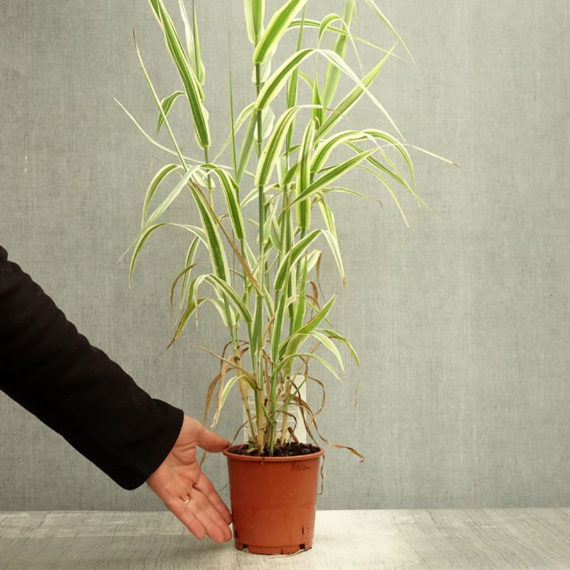Ejemplar de Arundo donax Versicolor - Caña comun Maceta 1L/1,5L entregado en otoño