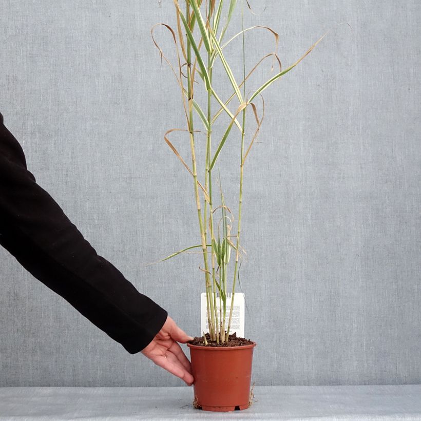 Arundo donax Versicolor - Caña comun Maceta 1L/1,5L Ejemplar entregado en invierno