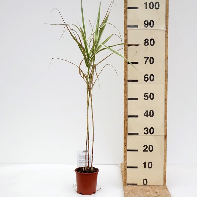 Arundo donax Versicolor - Caña comun Maceta 1L/1,5L Ejemplar entregado en la primavera