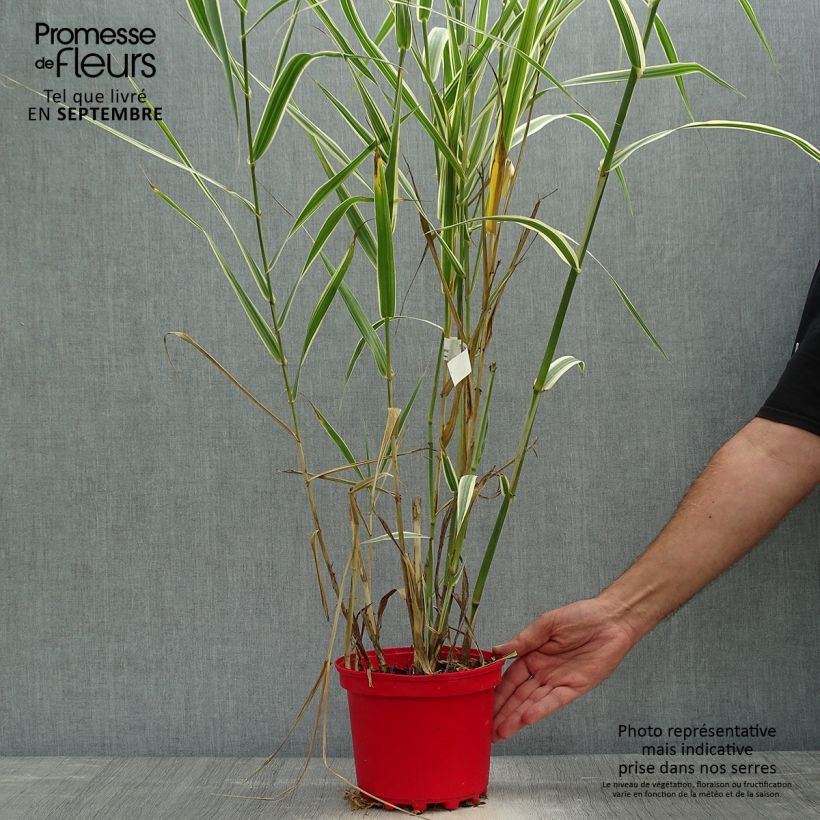 Ejemplar de Arundo donax Versicolor - Caña comun Maceta 3L/4L entregado en otoño
