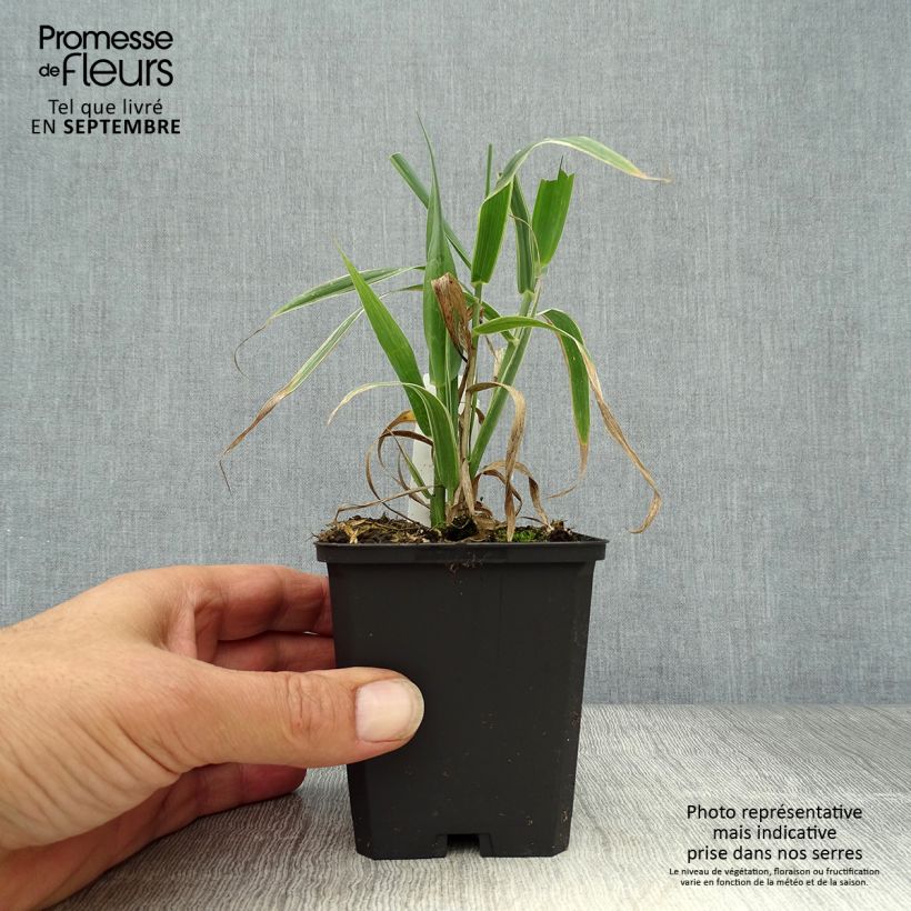Ejemplar de Arundo donax Versicolor - Caña comun Maceta de 8/9 cm entregado en otoño