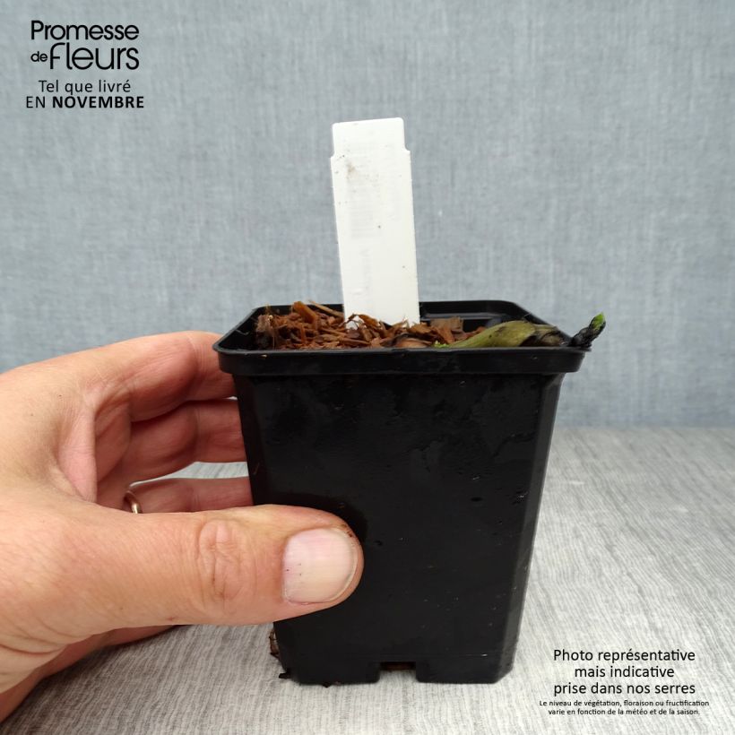 Ejemplar de Asarum canadense - Jengibre salvaje Maceta de 8/9 cm entregado en otoño