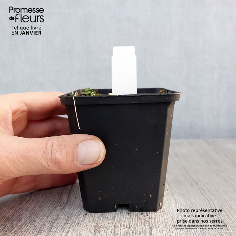 Asarum canadense - Jengibre salvaje Maceta de 8/9 cm Ejemplar entregado en invierno