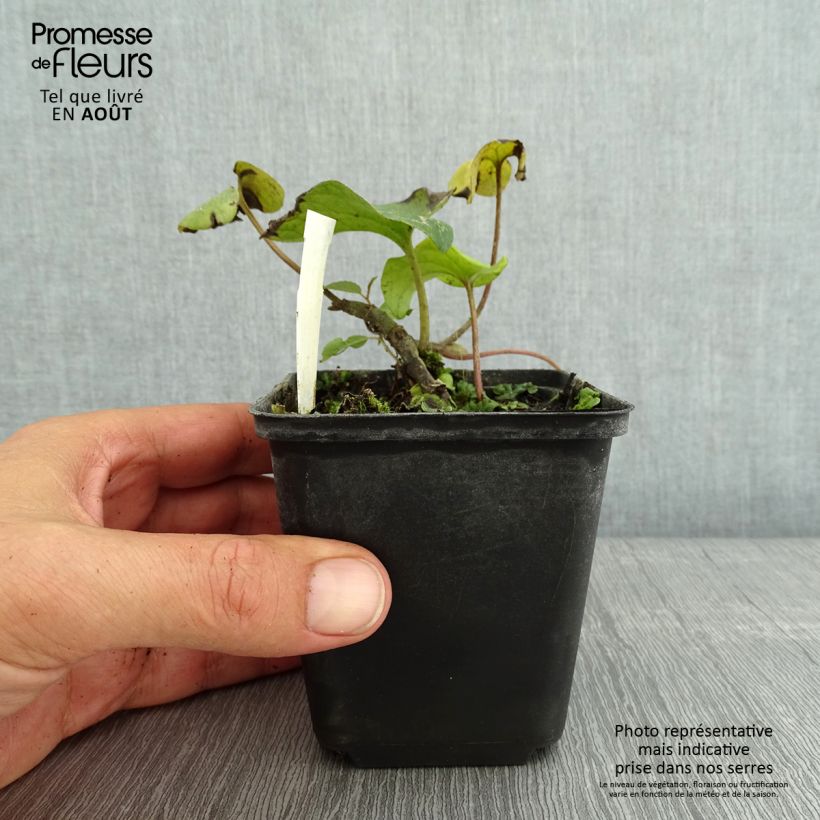 Ejemplar de Asarum caudatum - Ásaro Maceta de 8/9 cm entregado en verano