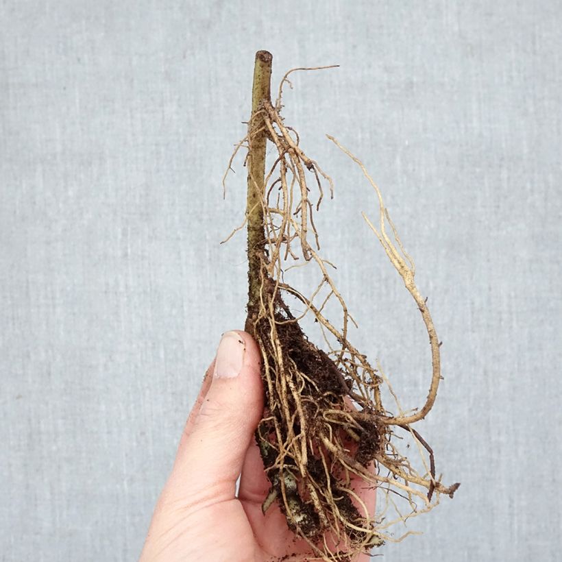 Asarum caudatum - Ásaro Raíces desnudas Ejemplar entregado en invierno