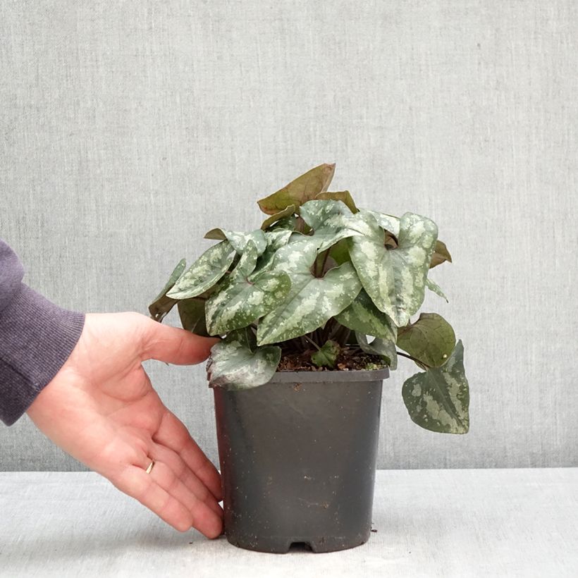 Asarum splendens - Ásaro Maceta 1L/1,5L Ejemplar entregado en la primavera